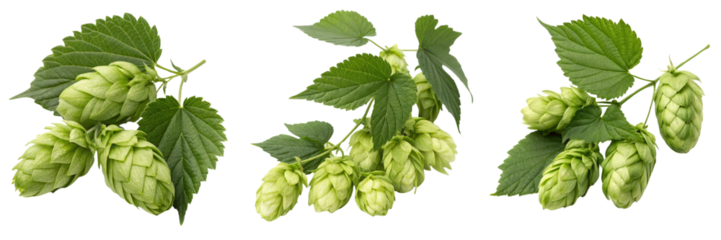  Set of hops and leaves isolated on a transparent background