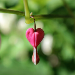 Close-up of a delicate bleeding heart flower, showcasing its unique heart-shaped bloom in vibrant pink