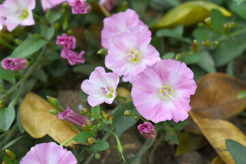 Field bindweed or Convolvulus arvensis or European bindweed or Creeping Jenny with open flowers surrounded with dense green leaves, closeup of Field bindweed flower