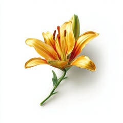 Obraz premium Elegant orange lily flower blossom on white background