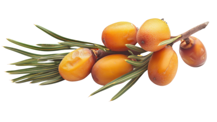 Harvesting fresh sea buckthorn berries from a branch with green leaves in a natural setting during daylight