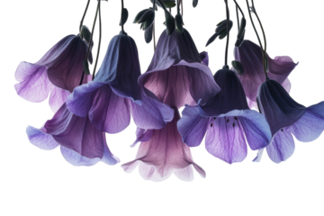 Delicate purple bell flowers hanging against a black background showcasing intricate details and soft on transparent background