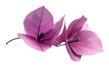 Delicate purple bougainvillea blossoms vibrant petals on black background showcasing intricate veins and on transparent background
