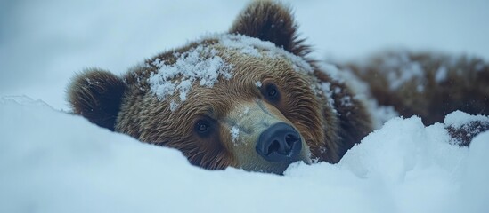 Obraz premium Snow-covered bear resting in winter's snow
