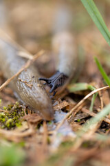 shell slugs crawling on the grass, a group of very slow slugs crawling on the grass during the cold snap