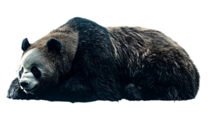 Giant Panda Isolated on Translucent White Background for Creative Designs