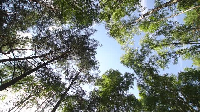 Tall trees in a forest under a blue sky on sunny day bottom wide angle view
