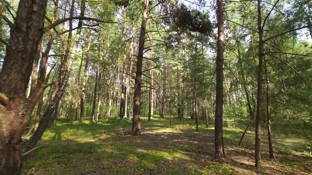 Wild forest on sunny summer day firt person view 
