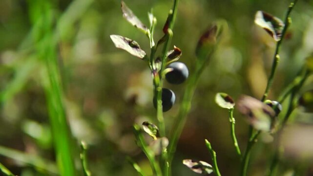 Female hand picks wild bilberries in the forest close-up

