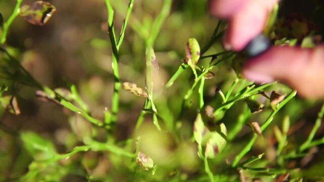 Single wild black bilberry close-up and female hand picks it
