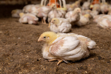 a poultry farm where meat breeds of broiler chickens are grown for industrial meat production, side view