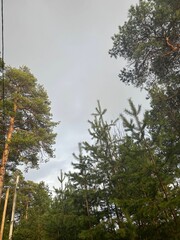 Close-up of pine needles with dewdrops in a sunlit forest, showcasing natural beauty