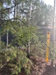Close-up of pine needles with dewdrops in a sunlit forest, showcasing natural beauty