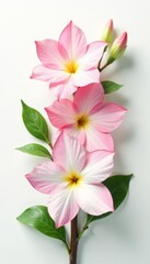Obraz premium Delicate pink and white flowers with green leaves on white background, leaves, aster