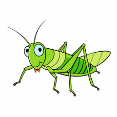 green grasshopper isolated on white background