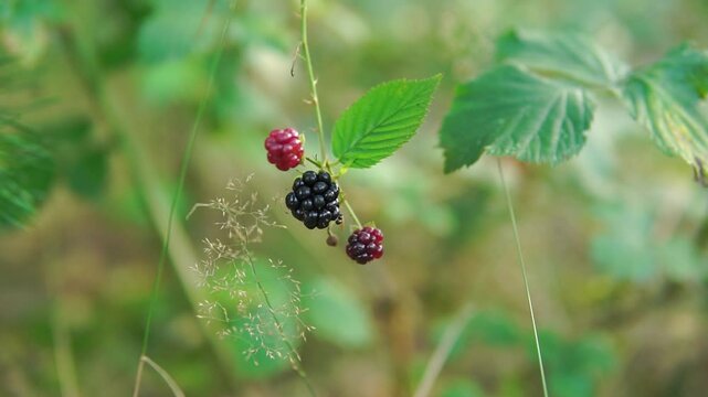 Wild blackberries one ripe and two still growing close-up in a forest 
