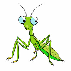 green grasshopper isolated on white background