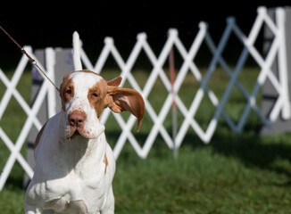 Bracco Italiano dog walking towards camera with ears flapping