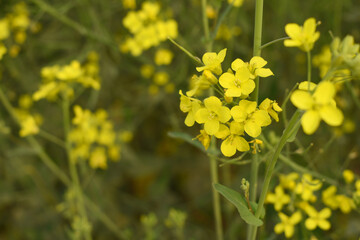 Mustard flower field is full blooming, yellow mustard field landscape industry of agriculture, mustard flowers closeup photo, Oil seed crop cultivation in Pakistan, Full Blooming Yellow Mustard Flower