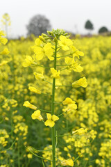 Mustard flower field is full blooming, yellow mustard field landscape industry of agriculture, mustard flowers closeup photo, Oil seed crop cultivation in Pakistan, Full Blooming Yellow Mustard Flower