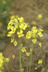 Mustard flower field is full blooming, yellow mustard field landscape industry of agriculture, mustard flowers closeup photo, Oil seed crop cultivation in Pakistan, Full Blooming Yellow Mustard Flower