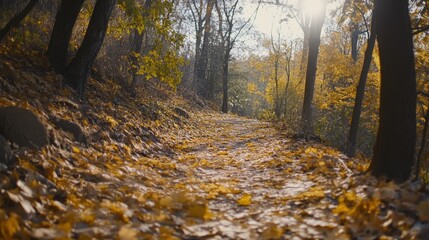 Fototapeta premium Golden autumn leaves covering a forest path