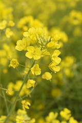 Mustard flower field is full blooming, yellow mustard field landscape industry of agriculture, mustard flowers closeup photo, Oil seed crop cultivation in Pakistan, Full Blooming Yellow Mustard Flower