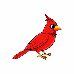 Fototapeta premium red cardinal bird