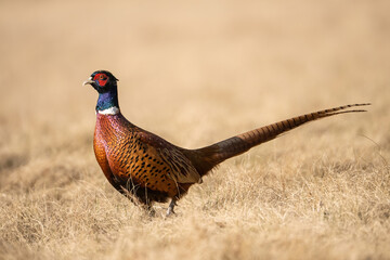 Common pheasant (Phasianus colchicus). Bright male pheasant pauses in dry meadow. Open dry grassland. Clean background and golden tones emphasize its vibrant form.
