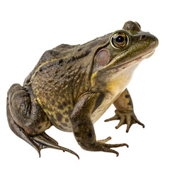 Fototapeta premium Single Goliath Frog Isolated on a Transparent Background