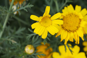 Bright Yellow Crown Daisy, Close-up of a Bright yellow crown daisy flower, blooming in nature, Close-up shot of beautiful yellow Crown Daisy flower (Chrysanthemum coronarium), Crown Daisy,