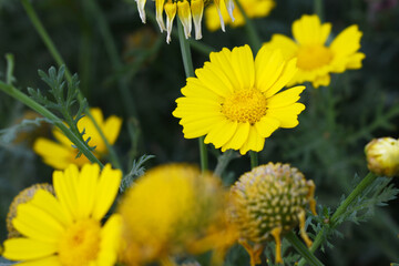 Bright Yellow Crown Daisy, Close-up of a Bright yellow crown daisy flower, blooming in nature, Close-up shot of beautiful yellow Crown Daisy flower (Chrysanthemum coronarium), Crown Daisy,