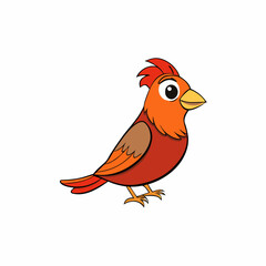 robin isolated on white background