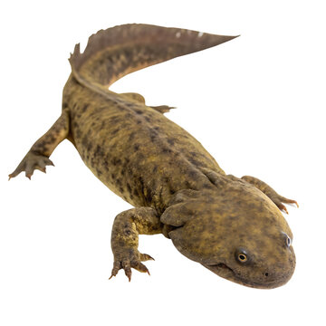Single Hellbender Isolated on a Transparent Background