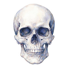 Obraz premium Full Body Skull Head Anatomy Medical Science Isolated Hand Drawn Watercolor Painting Illustration