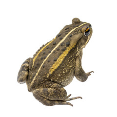 Obraz premium Single Natterjack Toad Isolated on a Transparent Background