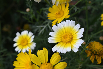 White Yellow Crown Daisy, Close-up of a white and yellow crown daisy flower, blooming in nature,...