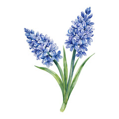 Obraz premium Beautiful Hyacinth Flowers with Green Leaves Isolated Hand Drawn Watercolor Painting Illustration