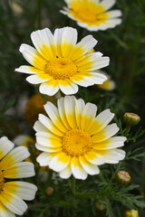 Obraz premium White Yellow Crown Daisy, Close-up of a white and yellow crown daisy flower, blooming in nature, Close-up shot of beautiful White yellow Crown Daisy flower (Chrysanthemum coronarium), Crown Daisy,