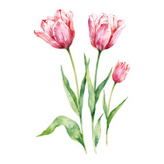 Fototapeta premium Three Pink Tulips with Green Leaves Isolated Hand Drawn Watercolor Painting Illustration
