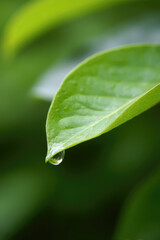 Fototapeta premium Close-up of a vibrant green leaf with a single water droplet hanging from its tip, highlighting its texture and veins, with a blurred natural background