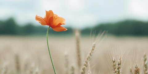 Solitary orange poppy flower on long stem stands out among blurred wheat field with soft focus background, creating a serene and natural scene evoking simplicity and tranquility