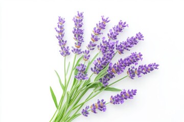 Naklejka premium Bunch of lavender flower blossom on white background