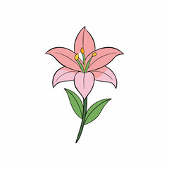 pink lily flower