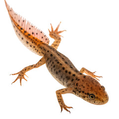 Naklejka premium Single Spotted Newt Larva Isolated on a Transparent Background
