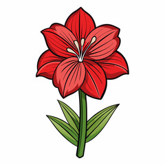 red lily flower