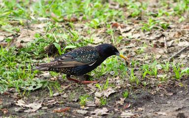 Common starling (Sturnus vulgaris) on the ground