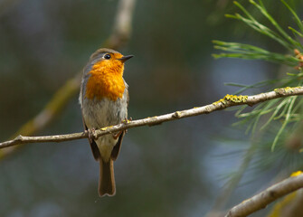 European Robin (Erithacus rubecula) sits on the branch