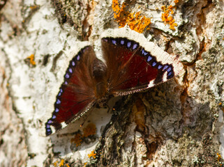 Camberwell beauty (Nymphalis antiopa) on the birch tree