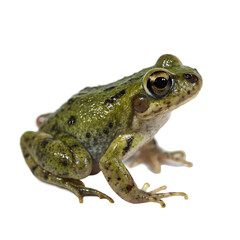Obraz premium Single Toadlet Isolated on a Transparent Background